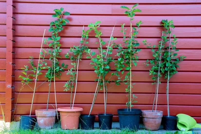 Apple Tree Saplings - Colorado Hardy Varieties