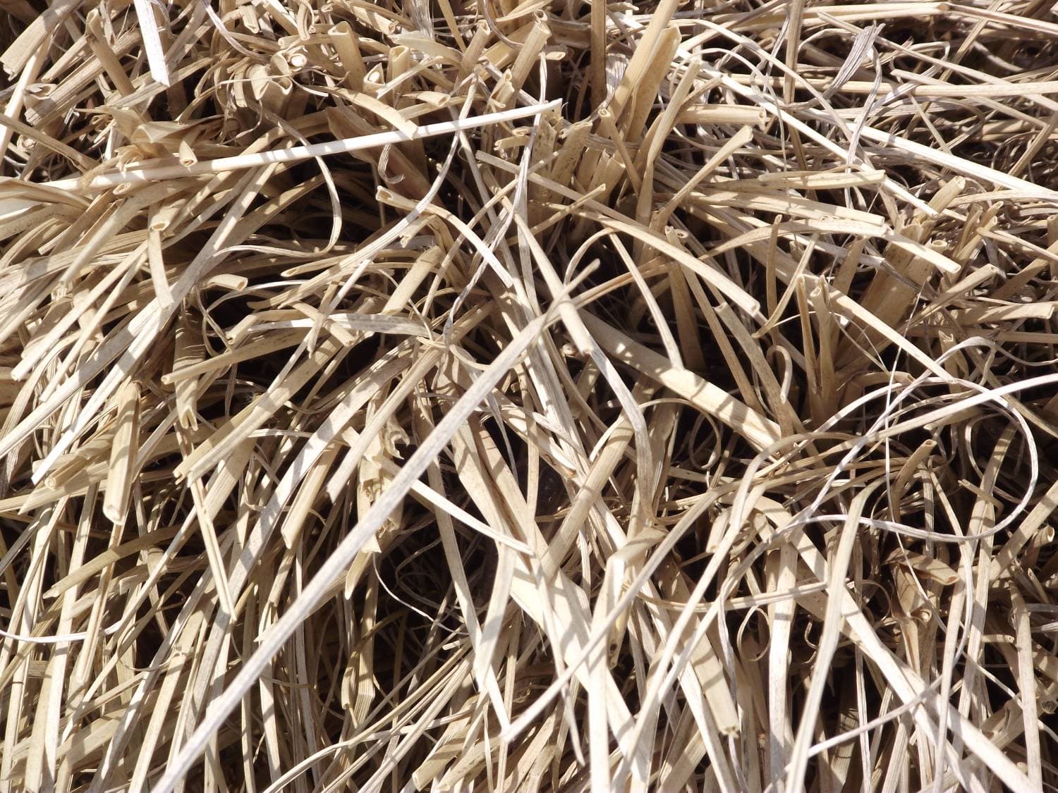 Clean Wheat Straw - Excellent Bedding