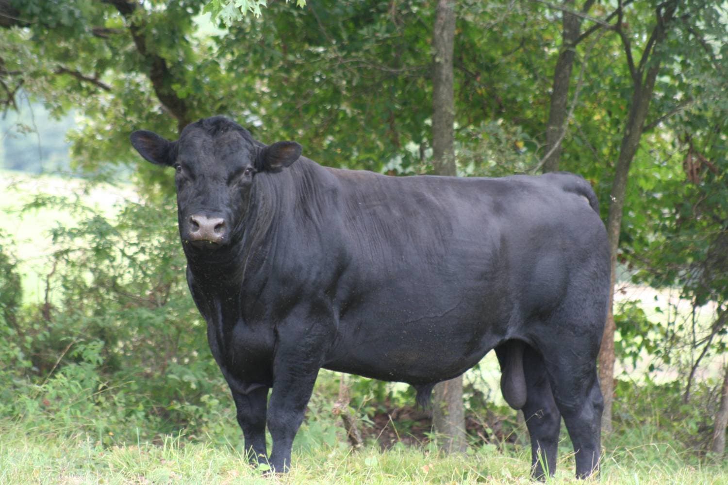 Registered Black Angus Bull - Proven Genetics