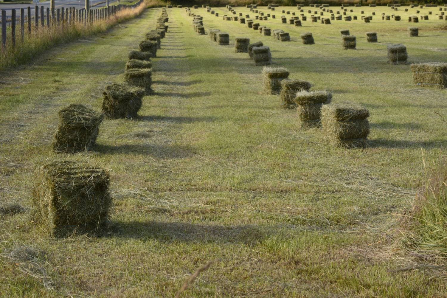 Custom Hay Baling - Small Squares