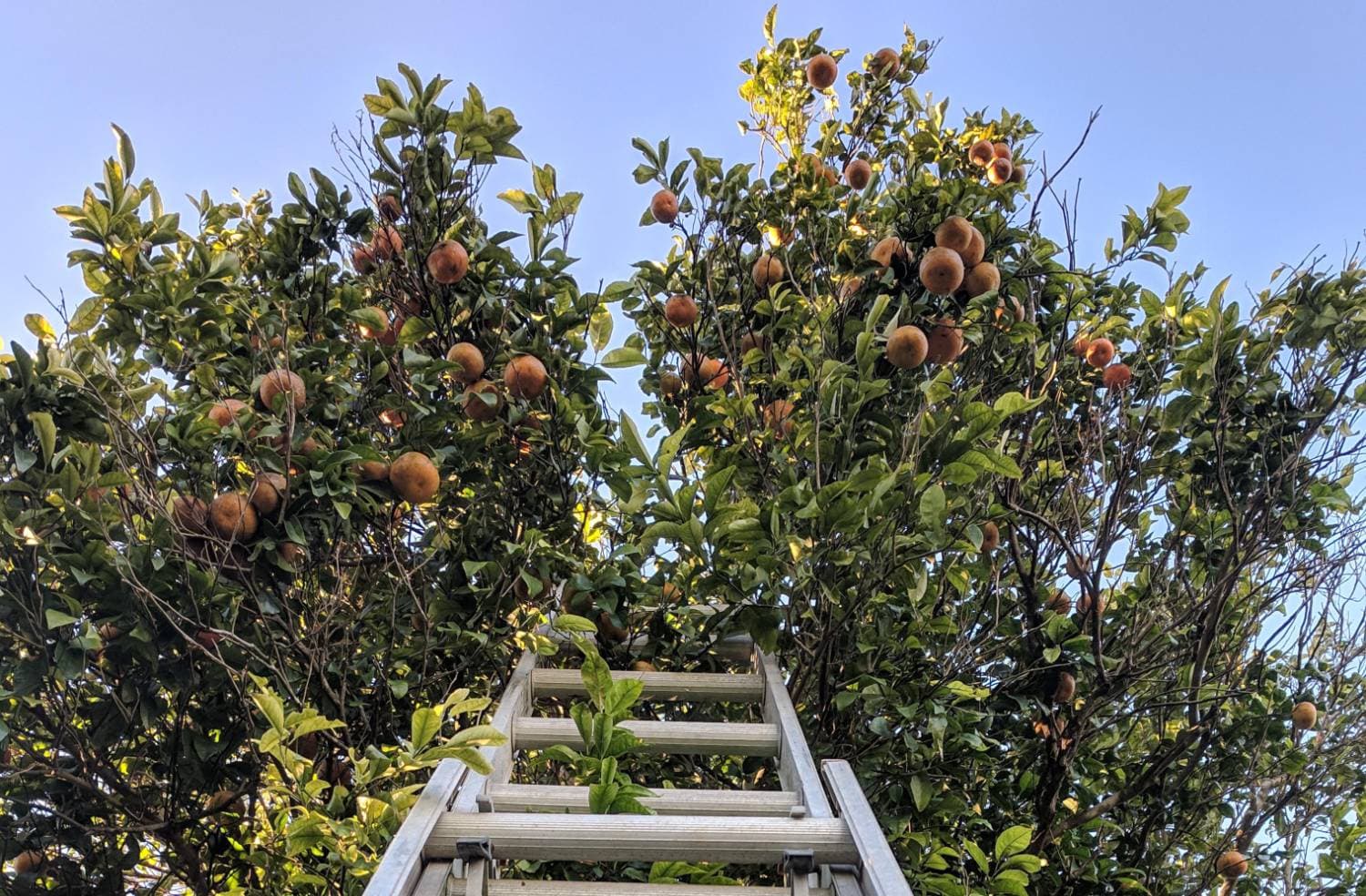 Harvest Workers Needed - Peach & Apple Season