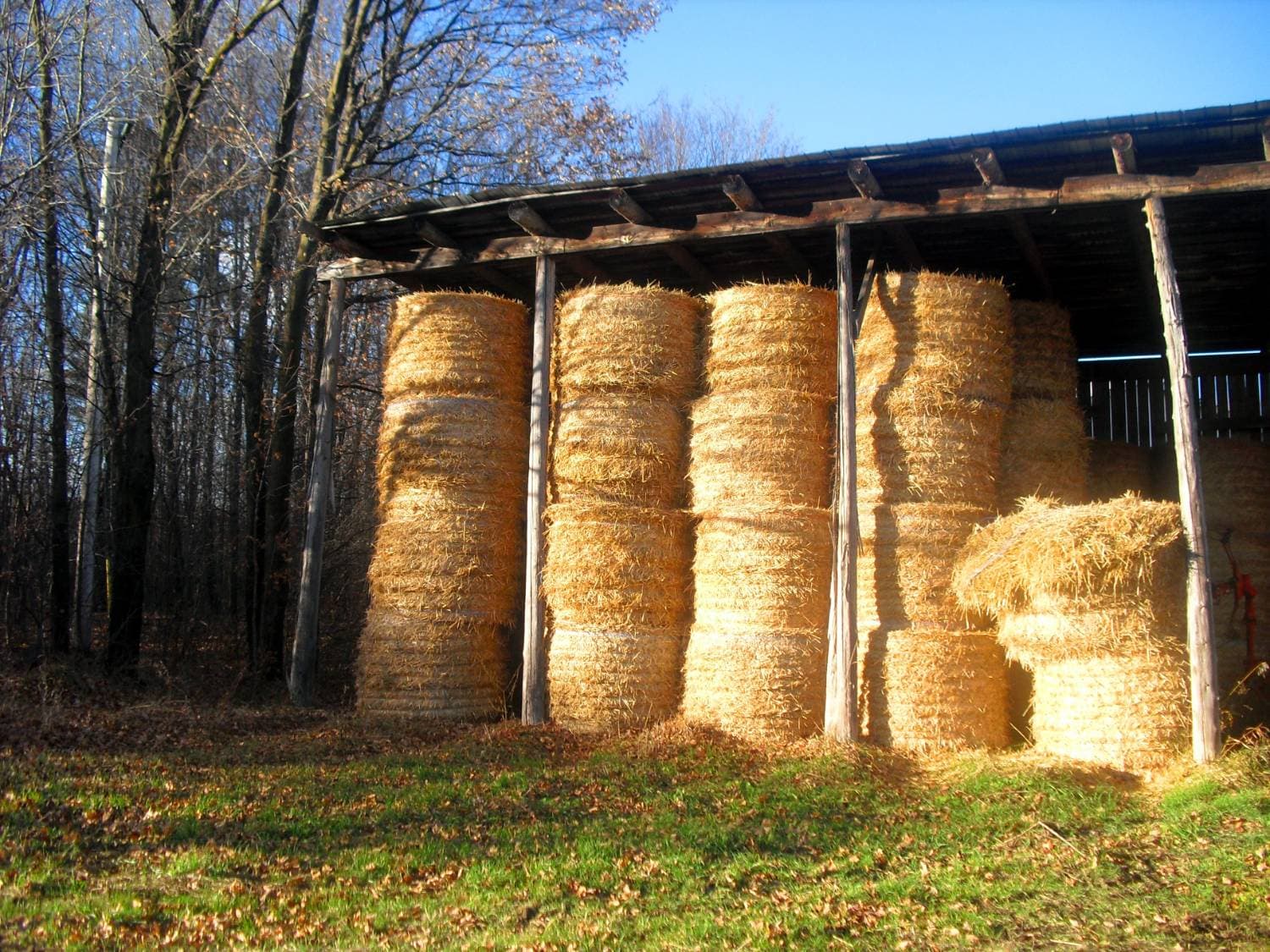 Orchard Grass Mix Hay - Horse Quality
