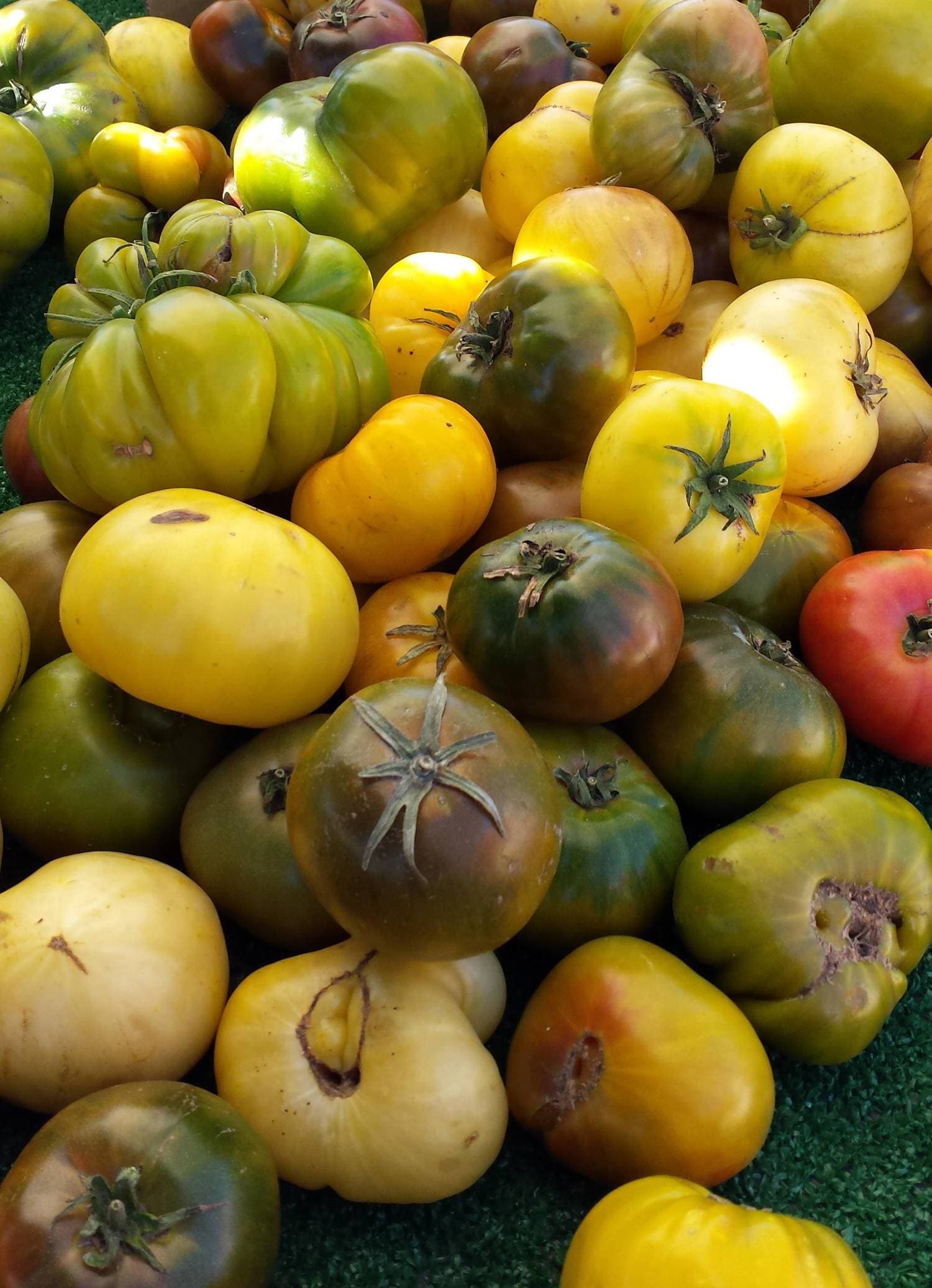 Certified Organic Heirloom Tomatoes - Mixed Varieties