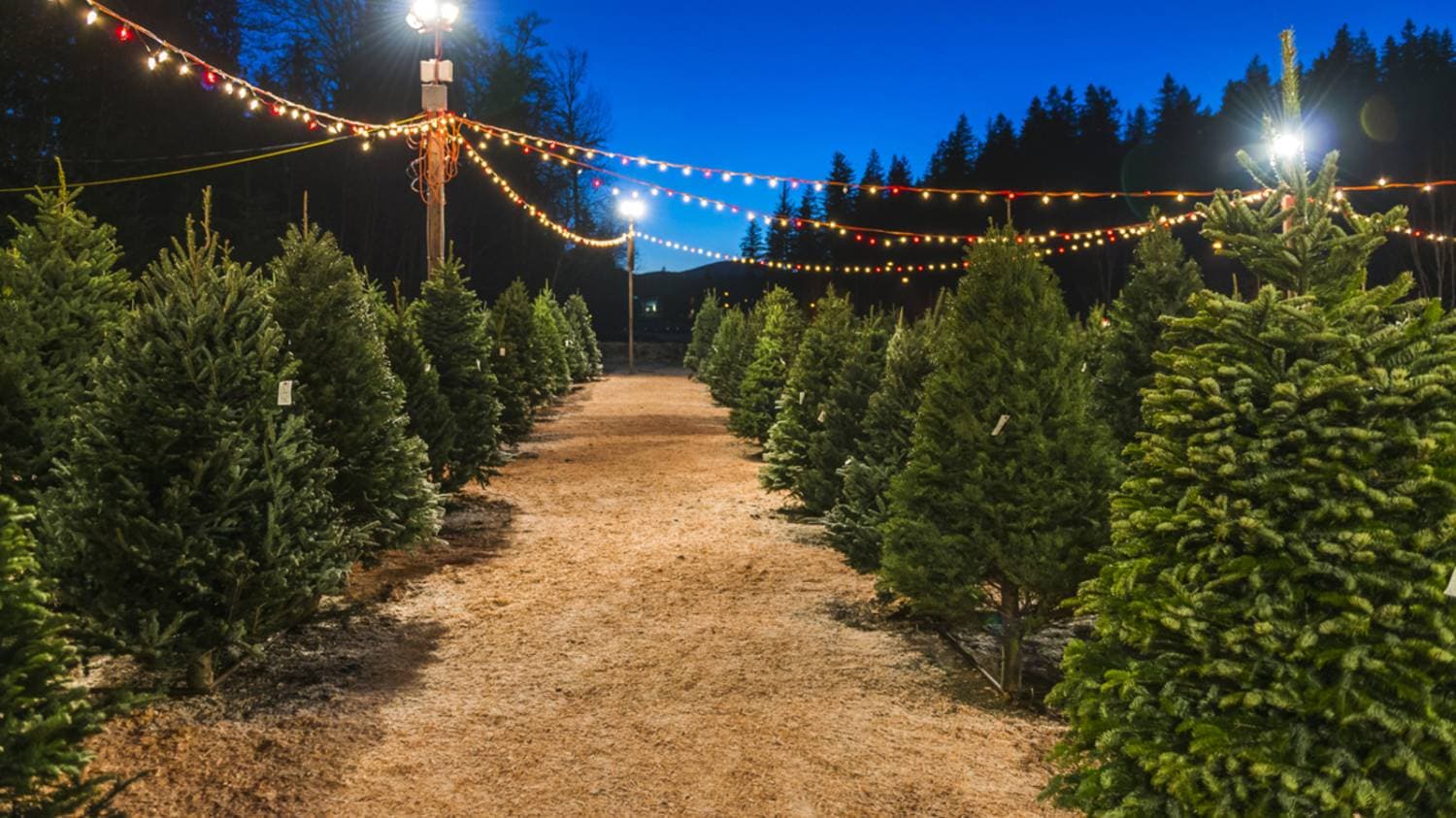 Mountain Pine Christmas Tree Farm - Choose & Cut