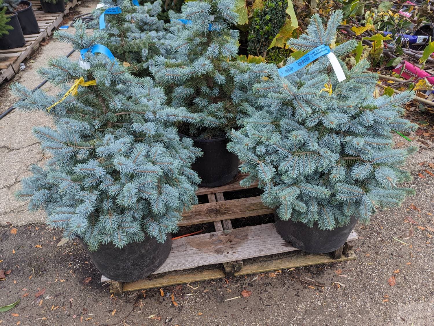 Colorado Blue Spruce Seedlings - 1-3 ft Tall - Native Trees