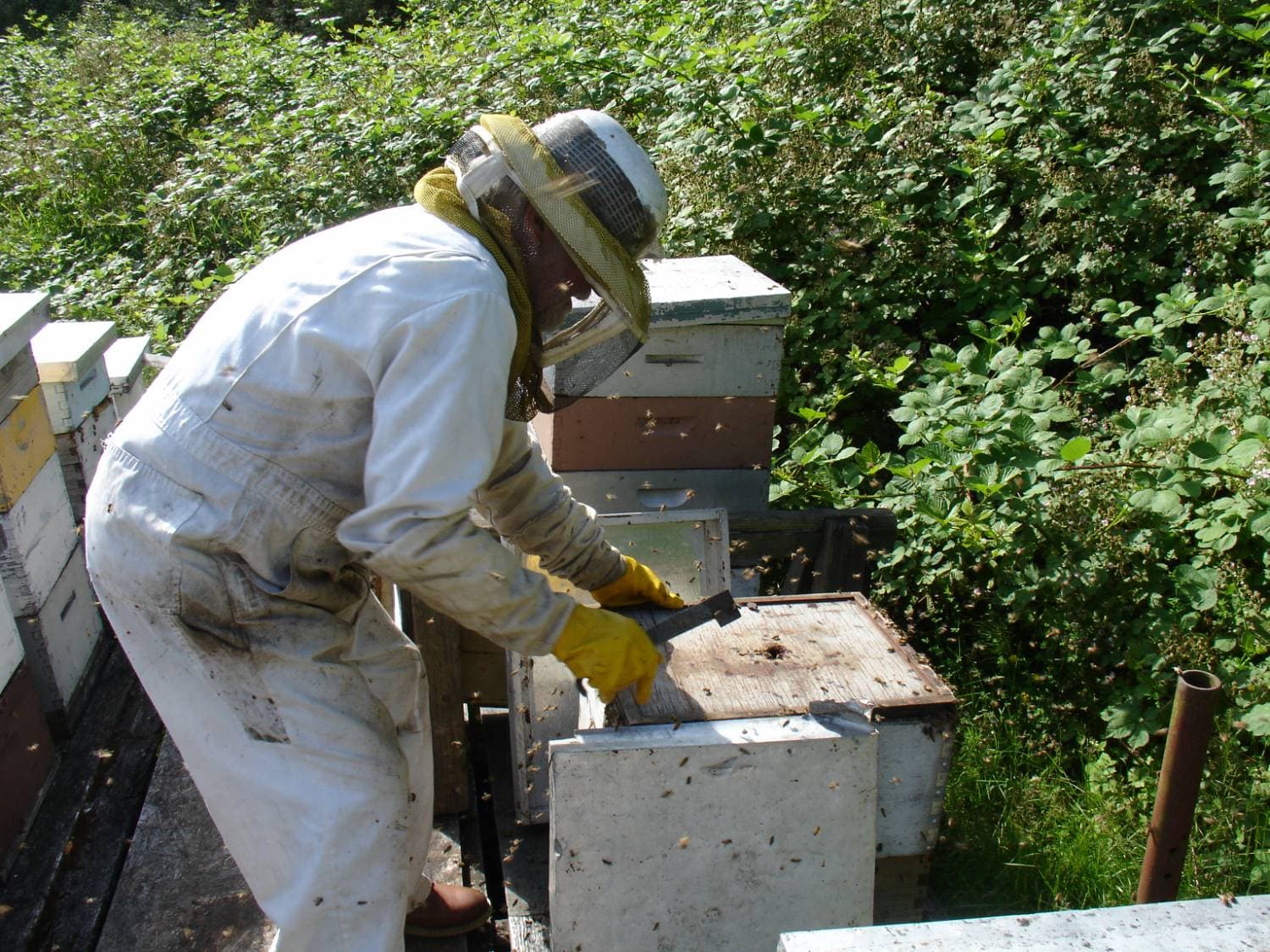 Beekeeping 101 Workshop - Hands-On Learning