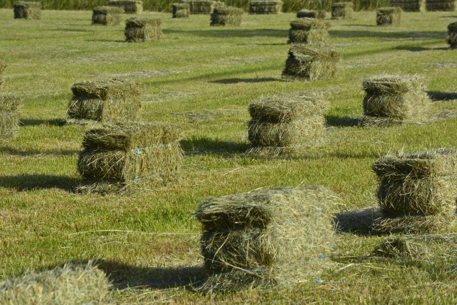 Premium 1st Cutting Alfalfa Hay - Supreme Grade