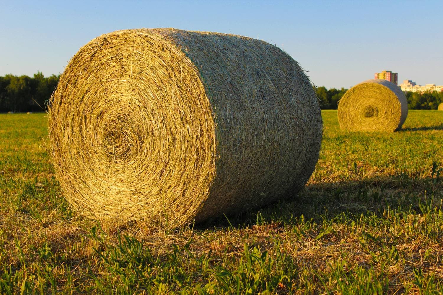 Horse Quality Timothy Hay - Large Round Bales