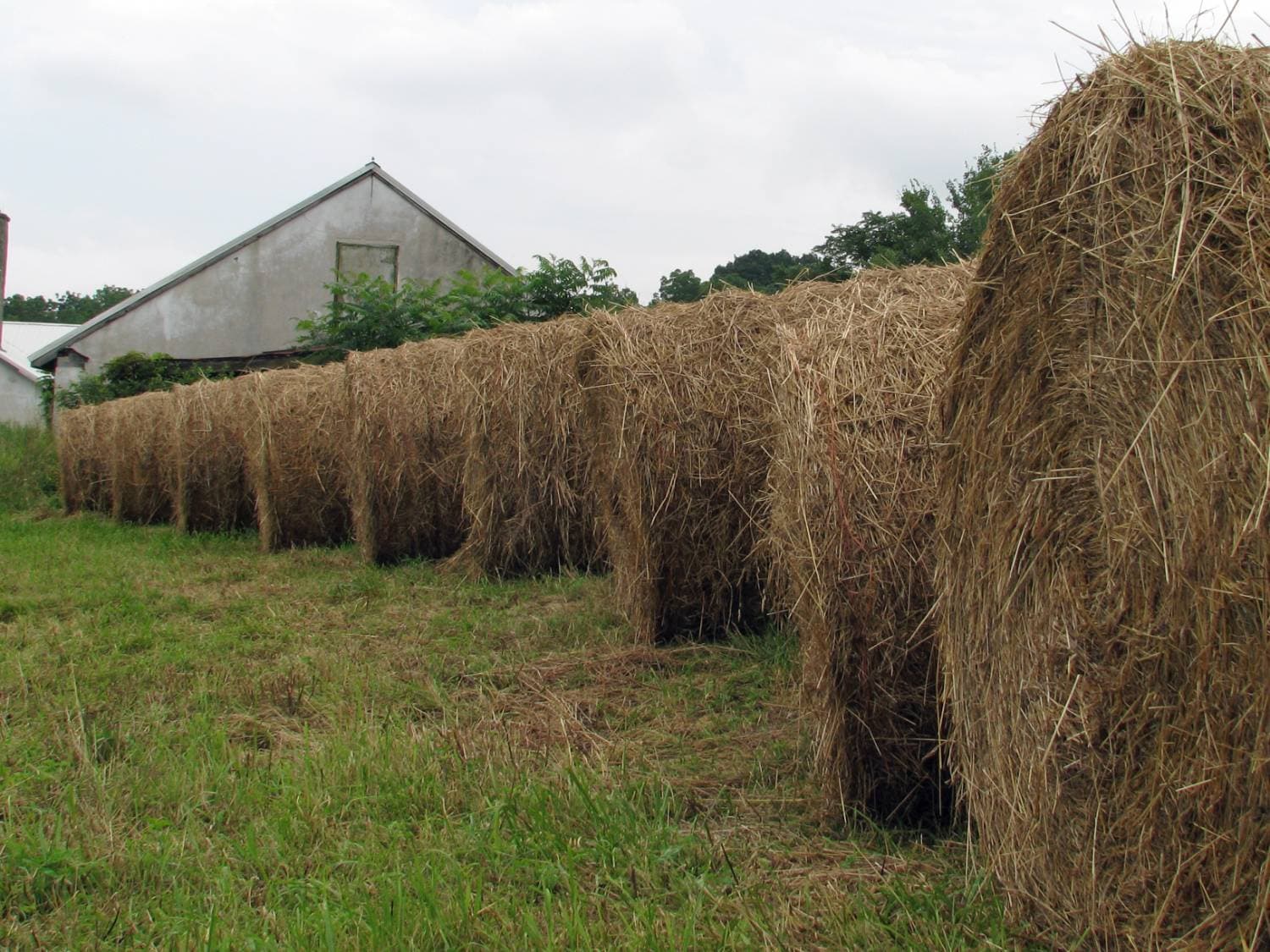 Horse Quality Timothy Hay - Large Round Bales