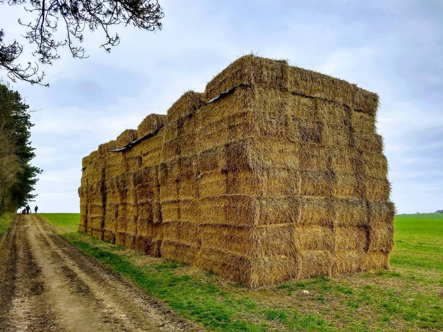 Bermuda Grass Hay - Small Squares