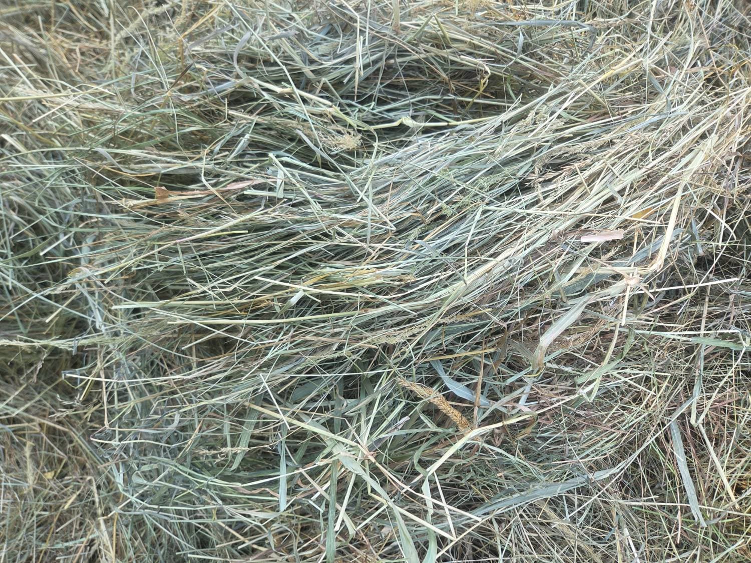 Mixed grass/orchard grass mix hay