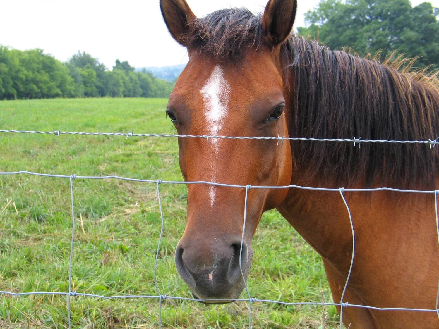Quarter Horse Mare - Experienced Trail Horse