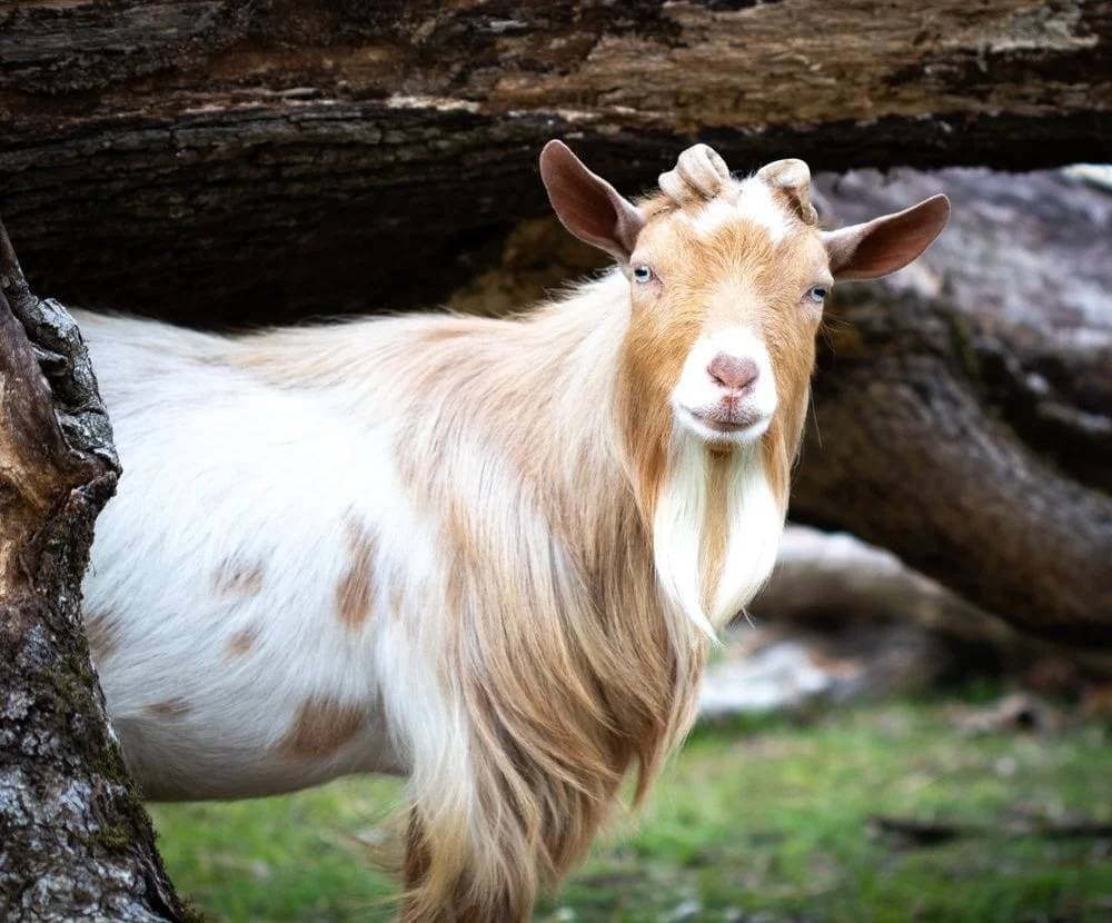 Nigerian Dwarf Dairy Goats - Registered Does in Milk