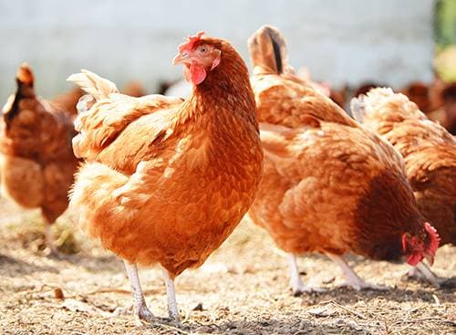 Rhode Island Red Hens - Excellent Layers