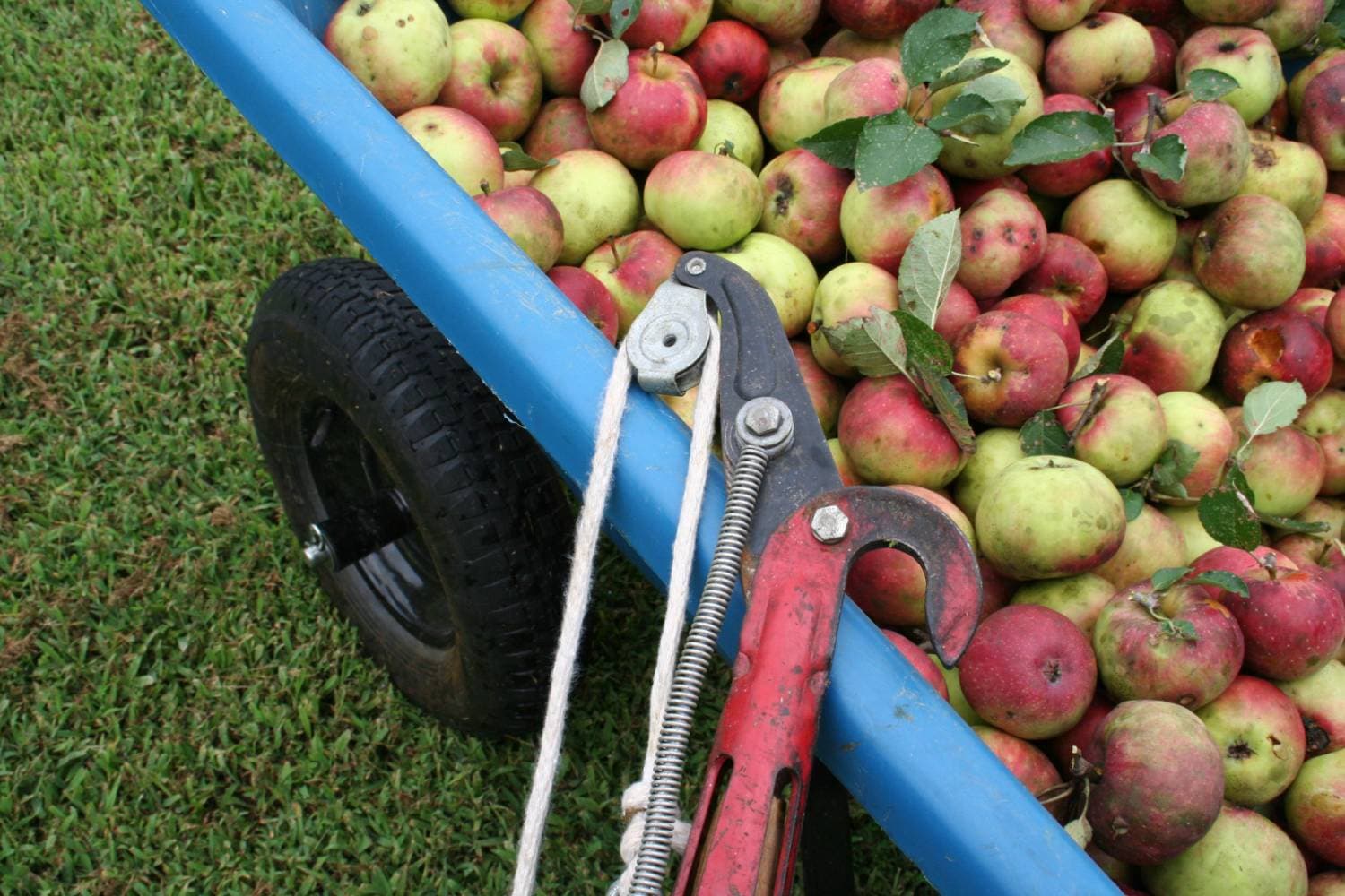 Fresh Honeycrisp Apples: U-Pick or Pre-Picked