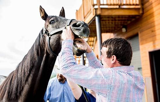 Mobile Large Animal Veterinary Services
