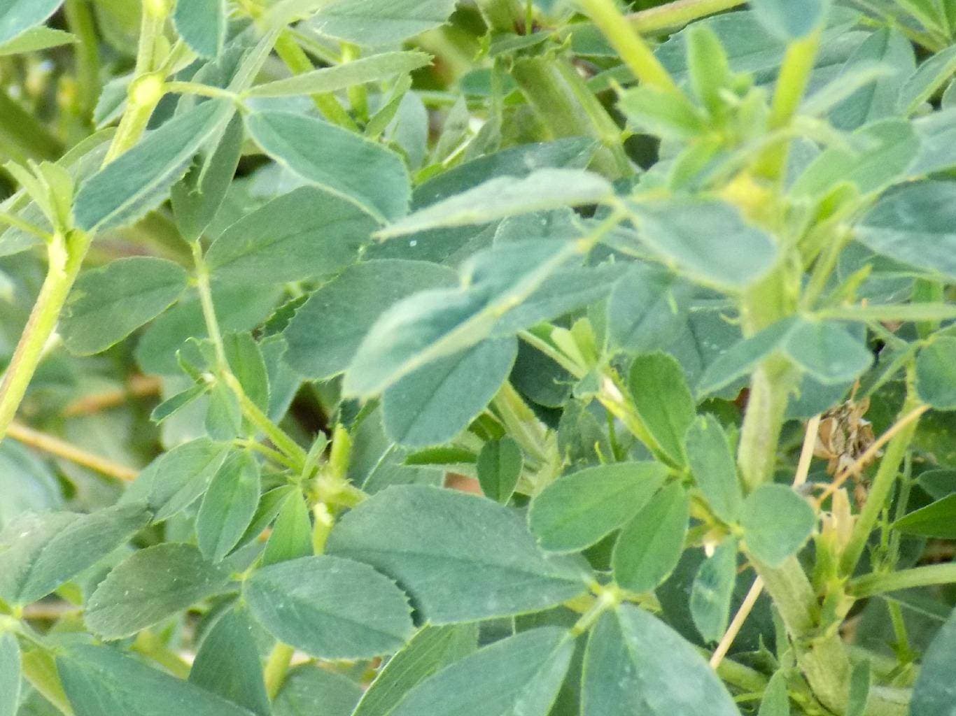 Premium 1st Cutting Alfalfa Hay - Supreme Grade
