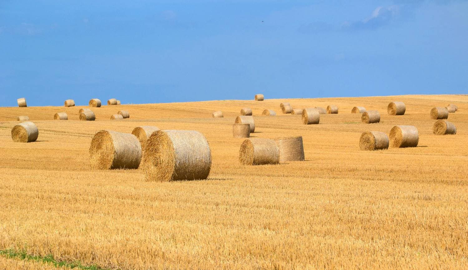 Horse Quality Timothy Hay - Large Round Bales